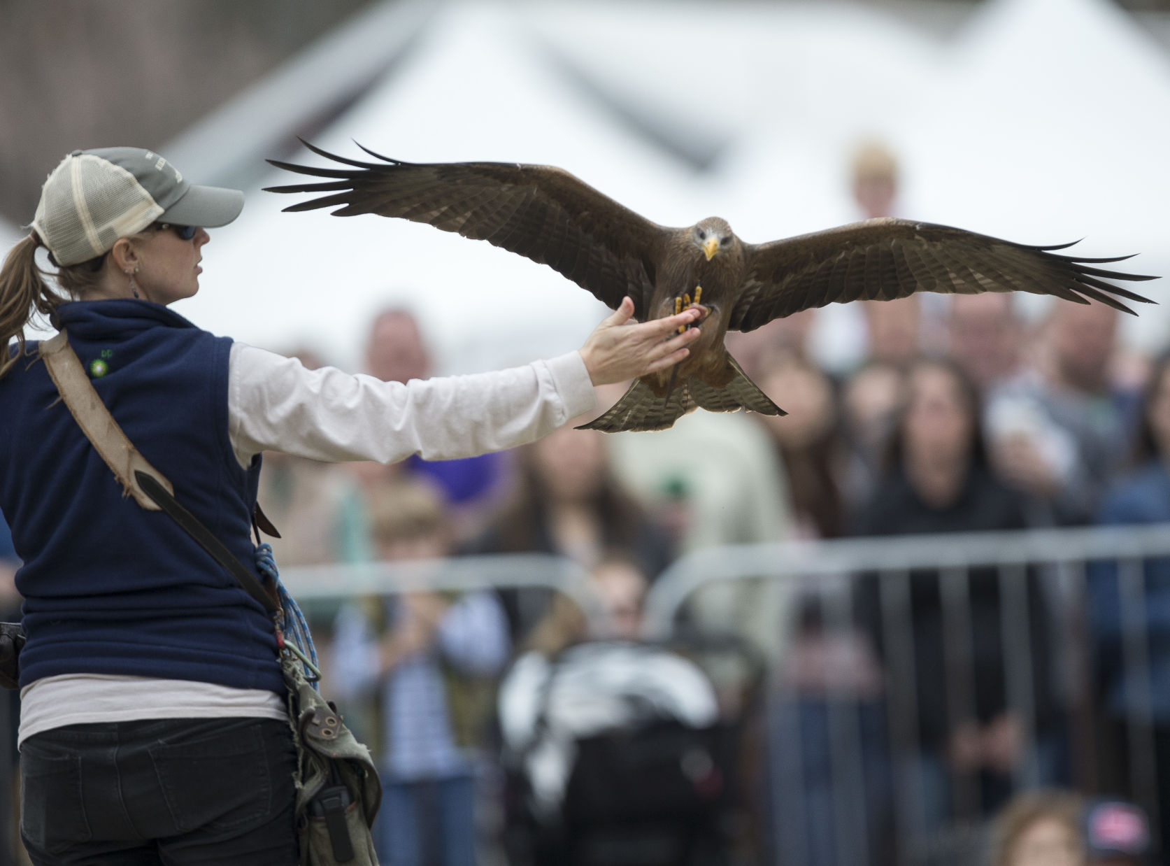 SEWE Bird of Prey14.JPG (copy)